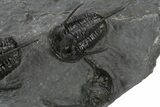 Spiny Devil-Horned Cyphaspis Trilobite Cluster - Mrakib, Morocco #381606-5